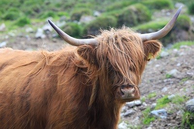 Day Trips in Scotland